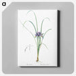 アートパネル-Grass leaved iris illustration - ピエール ジョゼフ ルドゥーテ Canvas.