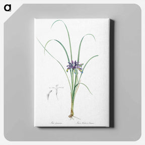アートパネル-Grass leaved iris illustration - ピエール ジョゼフ ルドゥーテ Canvas.