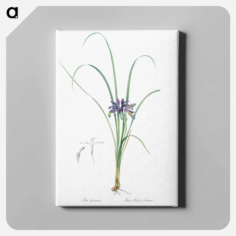 アートパネル-Grass leaved iris illustration - ピエール ジョゼフ ルドゥーテ Canvas.