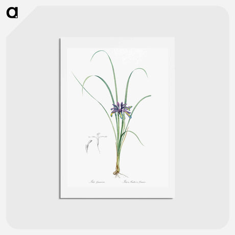 アートポストカード-Grass leaved iris illustration - ピエール ジョゼフ ルドゥーテ Postcard.