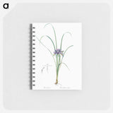 Grass leaved iris illustration - ピエール ジョゼフ ルドゥーテ Memo.