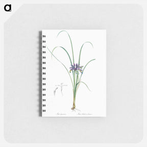 アートメモ帳-Grass leaved iris illustration - ピエール ジョゼフ ルドゥーテ Memo.