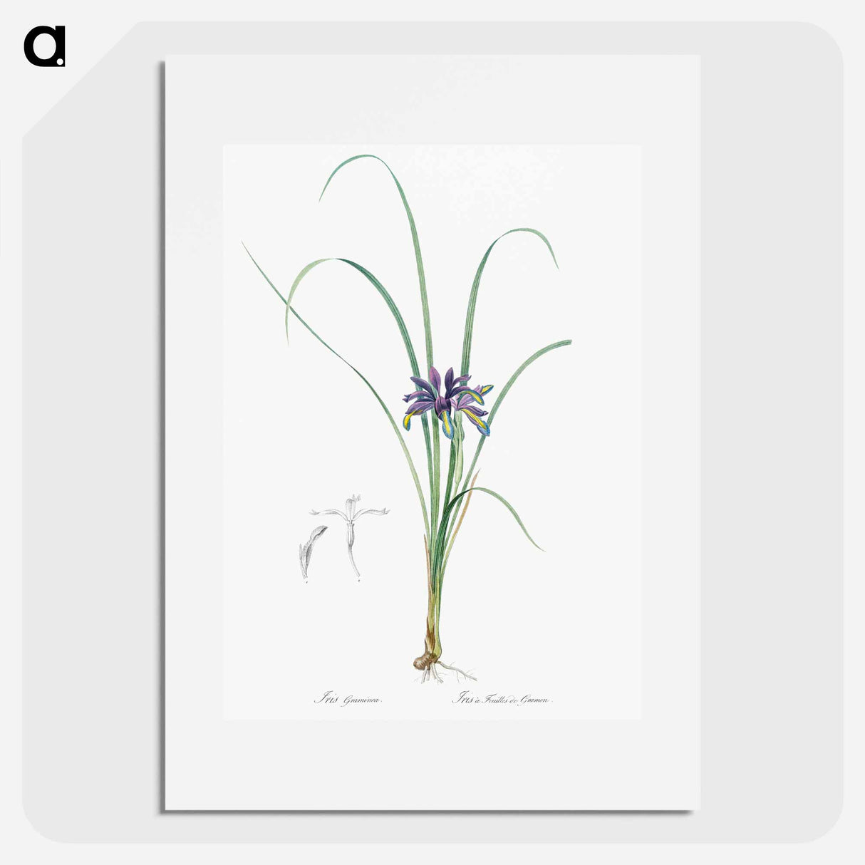 Grass leaved iris illustration - ピエール ジョゼフ ルドゥーテ Poster.