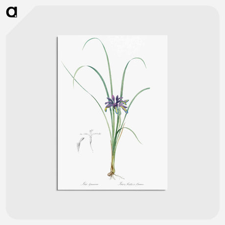 アートポストカード-Grass leaved iris illustration - ピエール ジョゼフ ルドゥーテ Postcard.