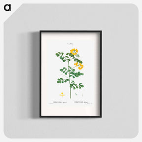 アートポスター-Scorpion vetch (Coronilla glauca) - ピエール ジョゼフ ルドゥーテ Poster.