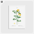 アートポストカード-Scorpion vetch (Coronilla glauca) - ピエール ジョゼフ ルドゥーテ Postcard.