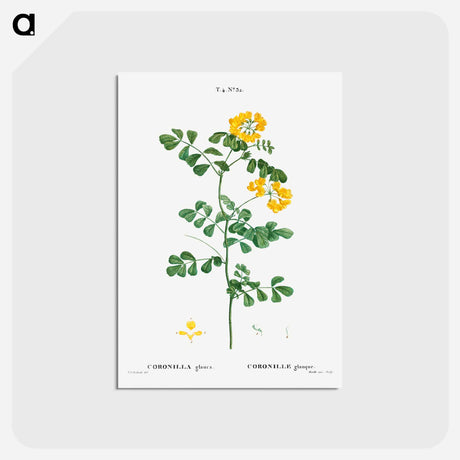 アートポストカード-Scorpion vetch (Coronilla glauca) - ピエール ジョゼフ ルドゥーテ Postcard.