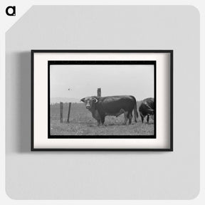 アートポスター-Bull. Cruzen Ranch
 - ラッセル リー Poster.