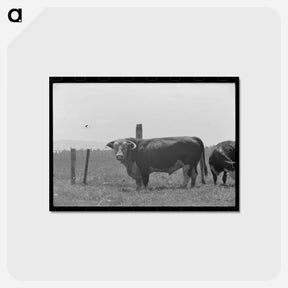 アートポストカード-Bull. Cruzen Ranch
 - ラッセル リー Postcard.