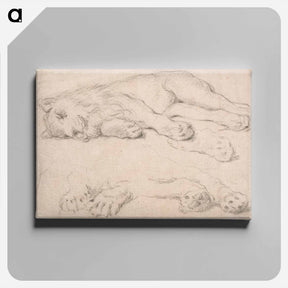 アートパネル-Studies of a Sleeping Lion
 - イェール大学アートギャラリー Canvas.