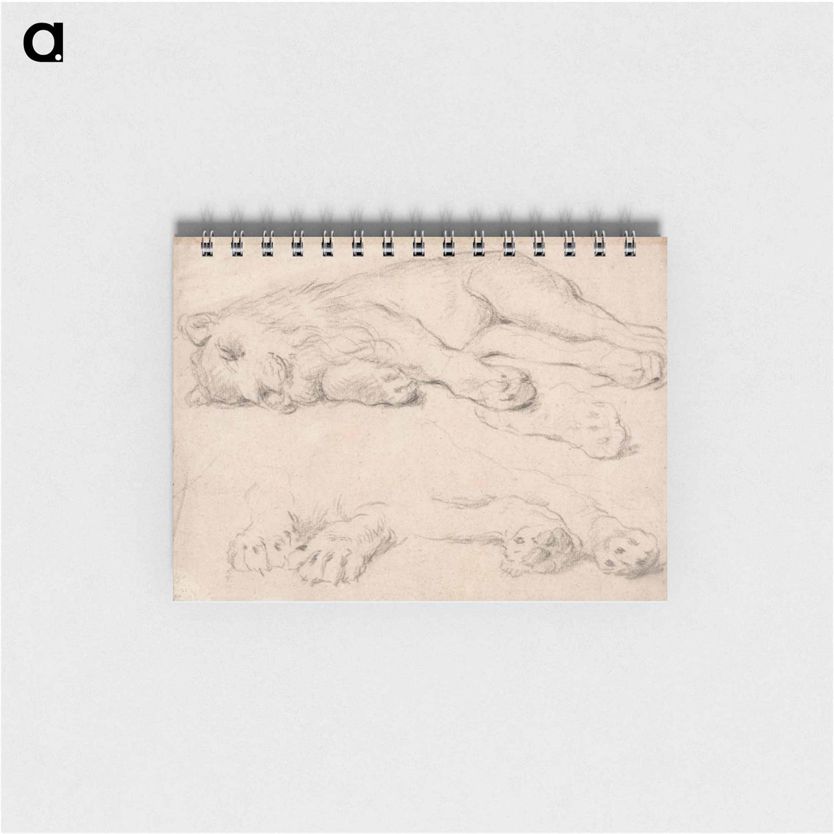 アートメモ帳-Studies of a Sleeping Lion
 - イェール大学アートギャラリー Memo.