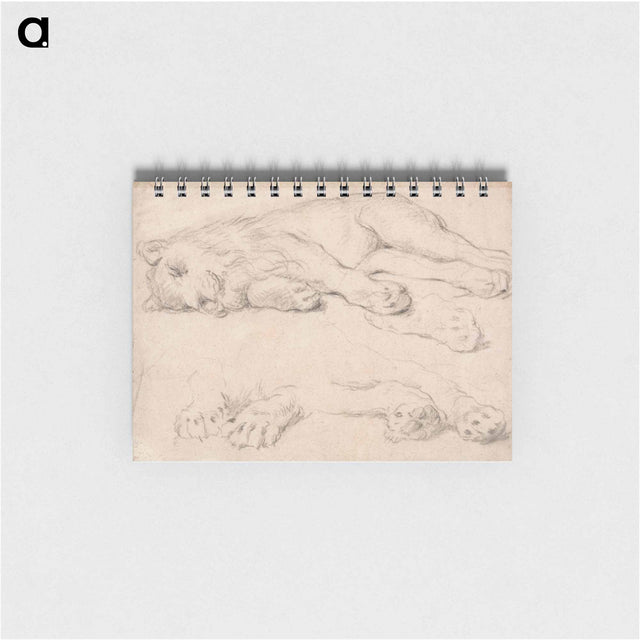 アートメモ帳-Studies of a Sleeping Lion
 - イェール大学アートギャラリー Memo.