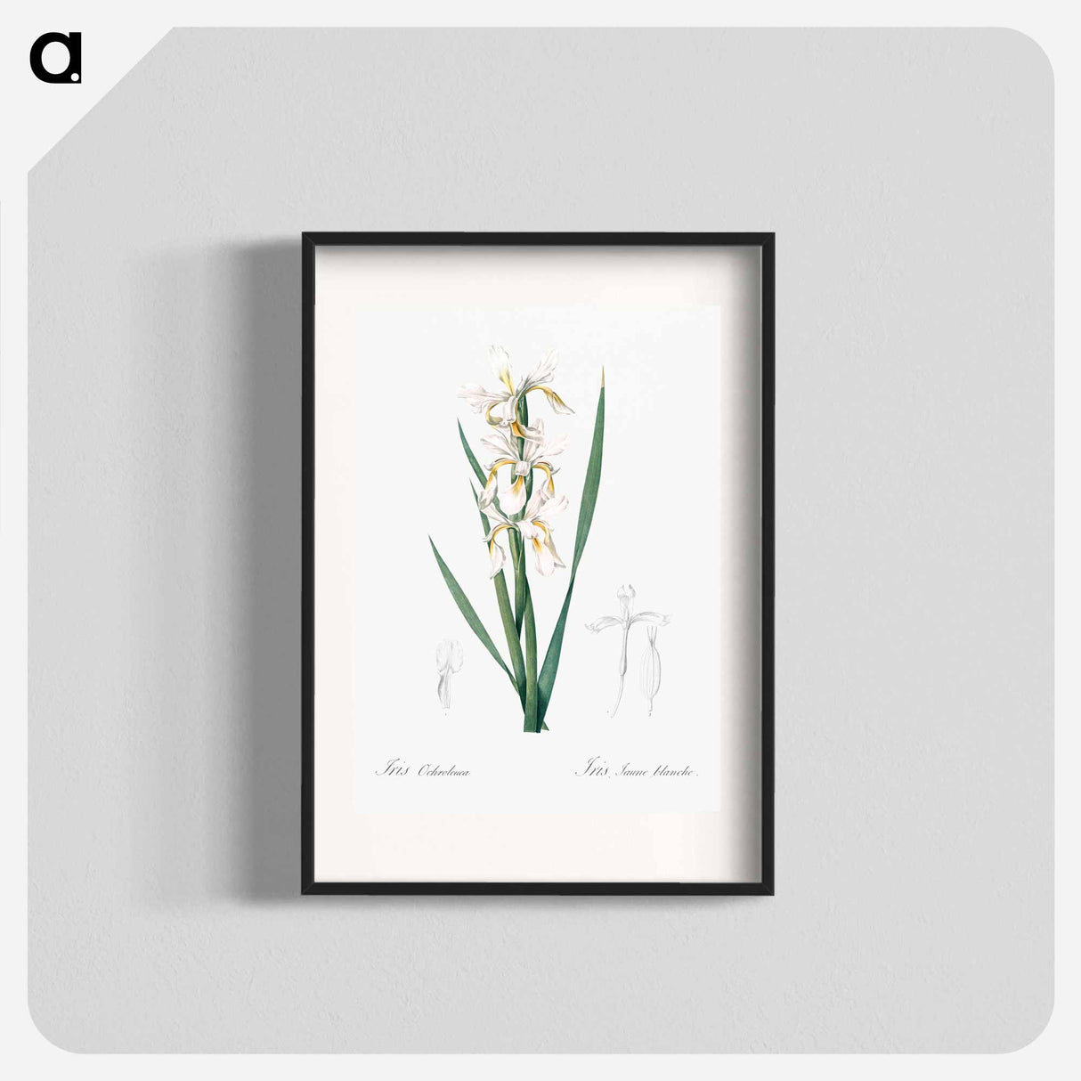 Yellow banded iris illustration - ピエール ジョゼフ ルドゥーテ Poster.