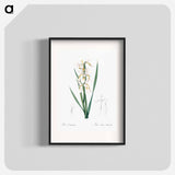 Yellow banded iris illustration - Pierre Joseph Redouté Poster.
