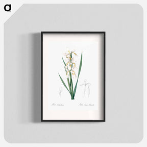 アートポスター-Yellow banded iris illustration - ピエール ジョゼフ ルドゥーテ Poster.