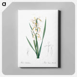 アートパネル-Yellow banded iris illustration - ピエール ジョゼフ ルドゥーテ Canvas.