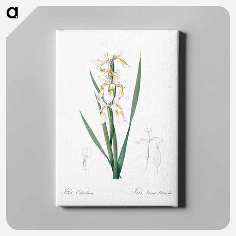 アートパネル-Yellow banded iris illustration - ピエール ジョゼフ ルドゥーテ Canvas.