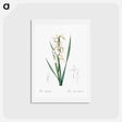 アートポストカード-Yellow banded iris illustration - ピエール ジョゼフ ルドゥーテ Postcard.