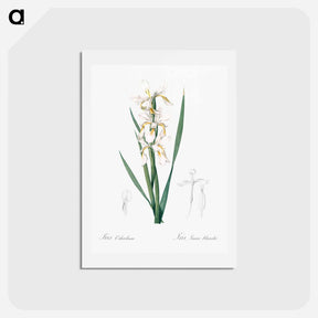 アートポストカード-Yellow banded iris illustration - ピエール ジョゼフ ルドゥーテ Postcard.