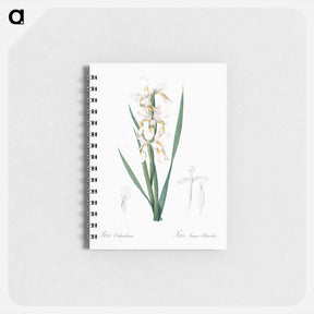 アートメモ帳-Yellow banded iris illustration - ピエール ジョゼフ ルドゥーテ Memo.