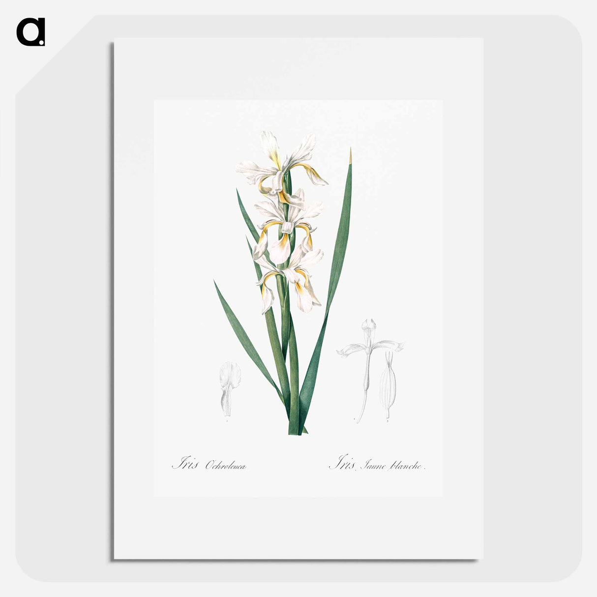 Yellow banded iris illustration - ピエール ジョゼフ ルドゥーテ Poster.