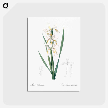 アートポストカード-Yellow banded iris illustration - ピエール ジョゼフ ルドゥーテ Postcard.