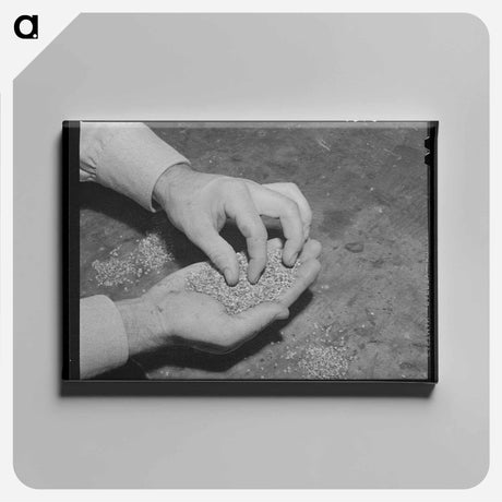アートパネル-Cotton, Lehi, Arkansas
 - ラッセル リー Canvas.