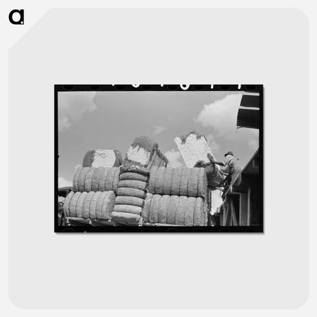 アートポストカード-Cotton, Lehi, Arkansas
 - ラッセル リー Postcard.
