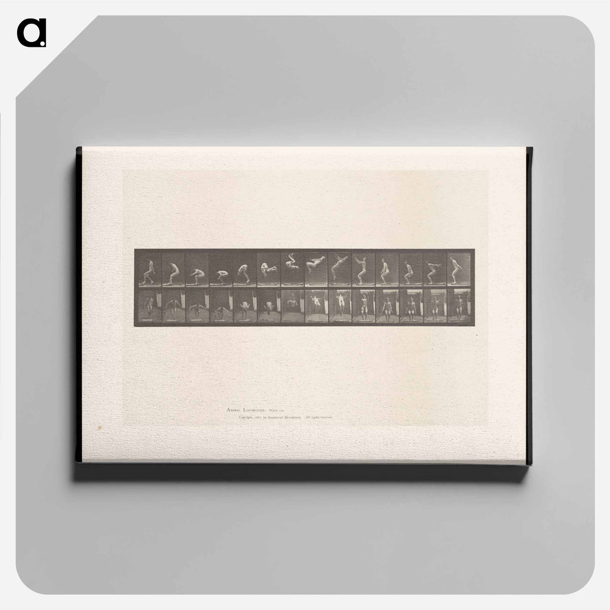 アートパネル-Leaping Somersault
 - エドワード マイブリッジ Canvas.