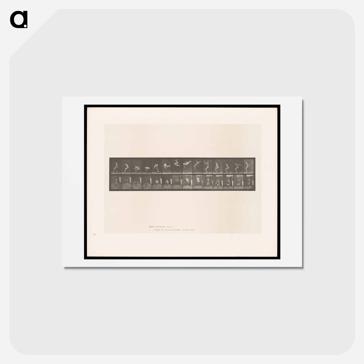 アートポストカード-Leaping Somersault
 - エドワード マイブリッジ Postcard.