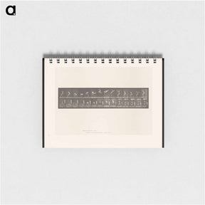 アートメモ帳-Leaping Somersault
 - エドワード マイブリッジ Memo.