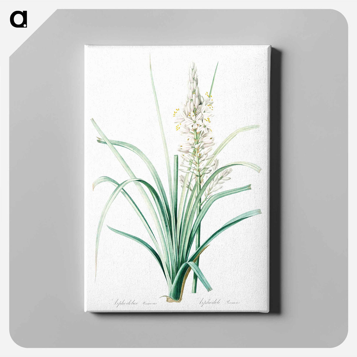 アートパネル-Branched asphodel illustration - ピエール ジョゼフ ルドゥーテ Canvas.