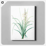 アートパネル-Branched asphodel illustration - ピエール ジョゼフ ルドゥーテ Canvas.