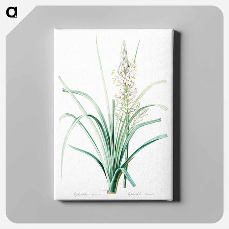 アートパネル-Branched asphodel illustration - ピエール ジョゼフ ルドゥーテ Canvas.
