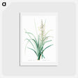 アートポストカード-Branched asphodel illustration - ピエール ジョゼフ ルドゥーテ Postcard.