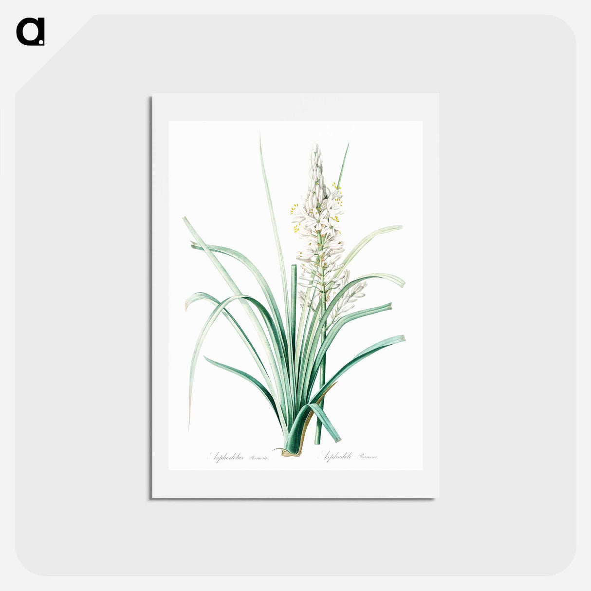 アートポストカード-Branched asphodel illustration - ピエール ジョゼフ ルドゥーテ Postcard.