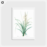 アートポストカード-Branched asphodel illustration - ピエール ジョゼフ ルドゥーテ Postcard.