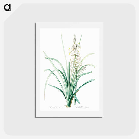 アートポストカード-Branched asphodel illustration - ピエール ジョゼフ ルドゥーテ Postcard.