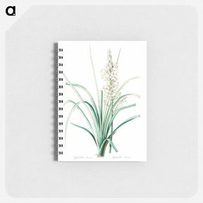 アートメモ帳-Branched asphodel illustration - ピエール ジョゼフ ルドゥーテ Memo.
