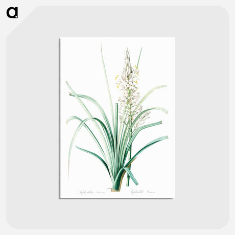 アートポストカード-Branched asphodel illustration - ピエール ジョゼフ ルドゥーテ Postcard.