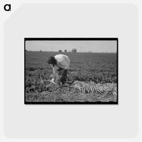 アートポストカード-Bunching Carrots
 - ラッセル リー Postcard.