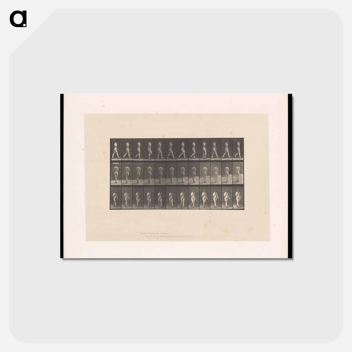 アートポストカード-Naked Woman Walking
 - エドワード マイブリッジ Postcard.