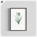 Agave spicata illustration - Pierre Joseph Redouté Poster.