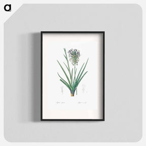 アートポスター-Agave spicata illustration - ピエール ジョゼフ ルドゥーテ Poster.