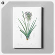 アートパネル-Agave spicata illustration - ピエール ジョゼフ ルドゥーテ Canvas.