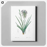 アートパネル-Agave spicata illustration - ピエール ジョゼフ ルドゥーテ Canvas.