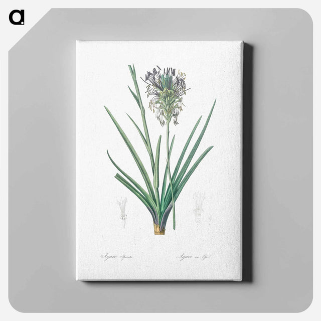 アートパネル-Agave spicata illustration - ピエール ジョゼフ ルドゥーテ Canvas.