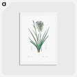 アートポストカード-Agave spicata illustration - ピエール ジョゼフ ルドゥーテ Postcard.