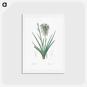 アートポストカード-Agave spicata illustration - ピエール ジョゼフ ルドゥーテ Postcard.