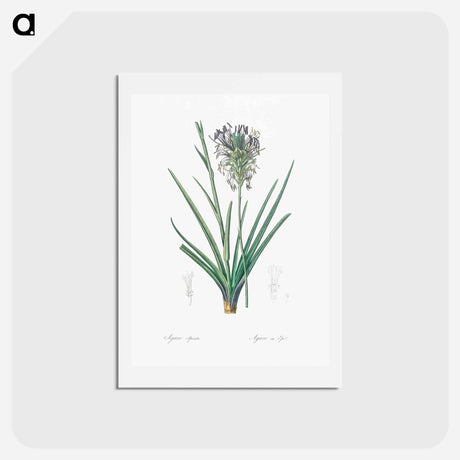 アートポストカード-Agave spicata illustration - ピエール ジョゼフ ルドゥーテ Postcard.